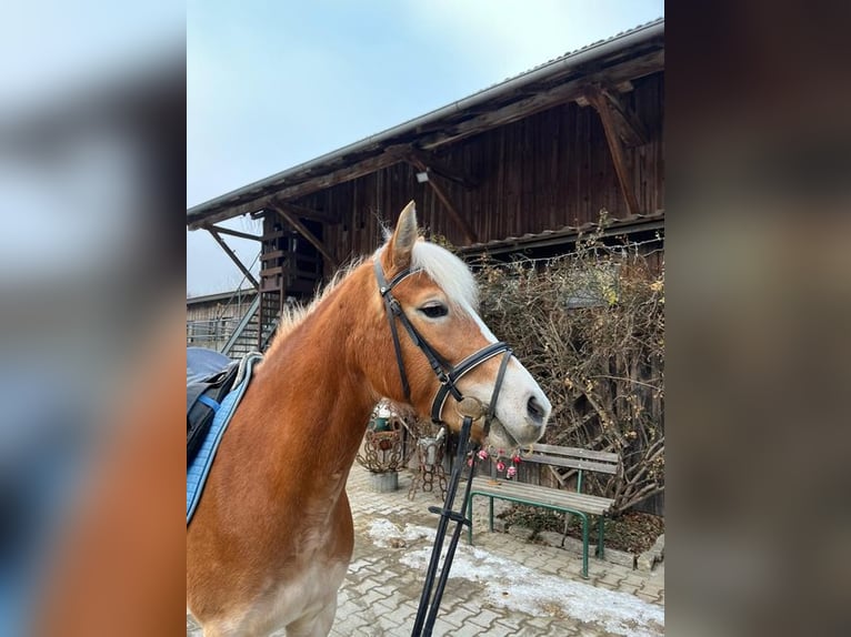 Edelbluthaflinger Giumenta 5 Anni 144 cm Sauro in Loiching