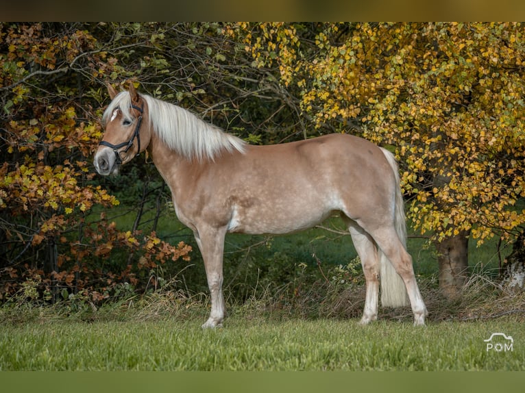 Edelbluthaflinger Giumenta 5 Anni 146 cm Baio chiaro in Moosinning