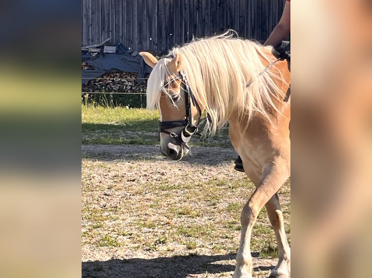 Edelbluthaflinger Giumenta 5 Anni 148 cm  in ObersöcheringObersöchering