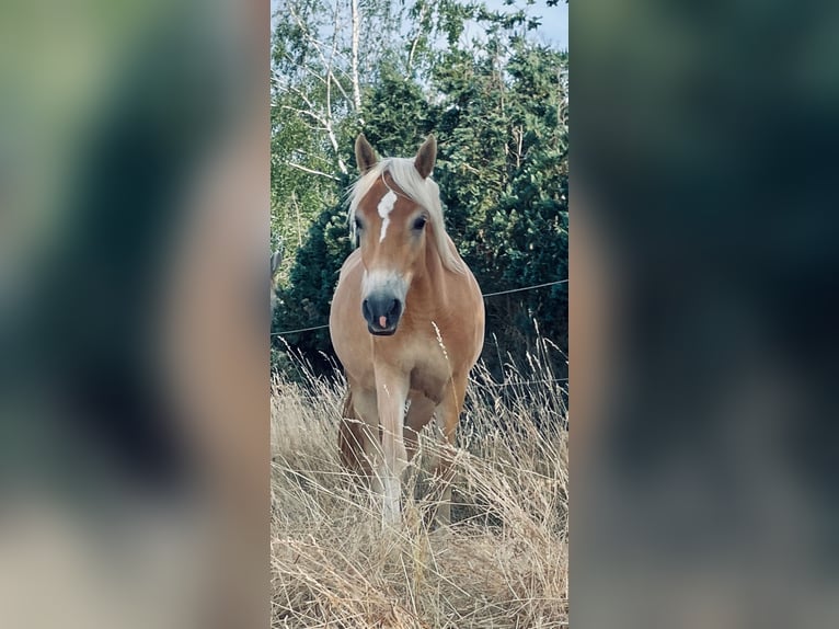 Edelbluthaflinger Giumenta 5 Anni 148 cm Falbo in Neustadt an der Weinstraße