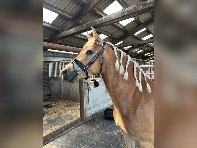 Edelbluthaflinger Giumenta 5 Anni 148 cm Sauro in Uplengen