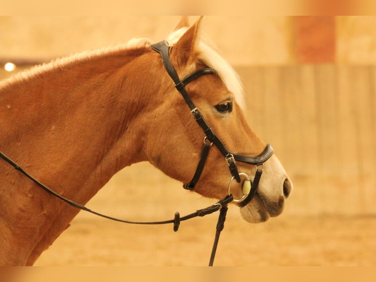 Edelbluthaflinger Giumenta 6 Anni 143 cm Sauro in Chieming