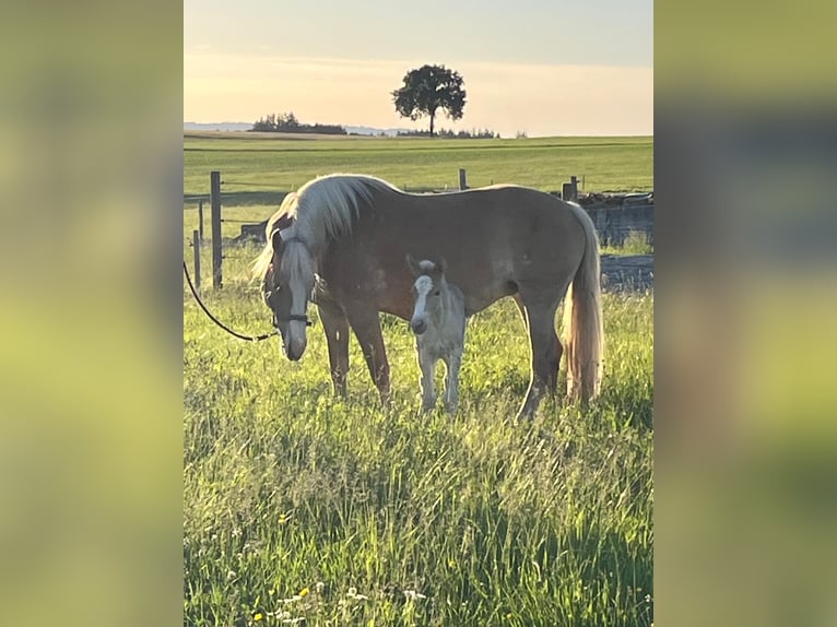 Edelbluthaflinger Giumenta 6 Anni 149 cm  in Obersöchering