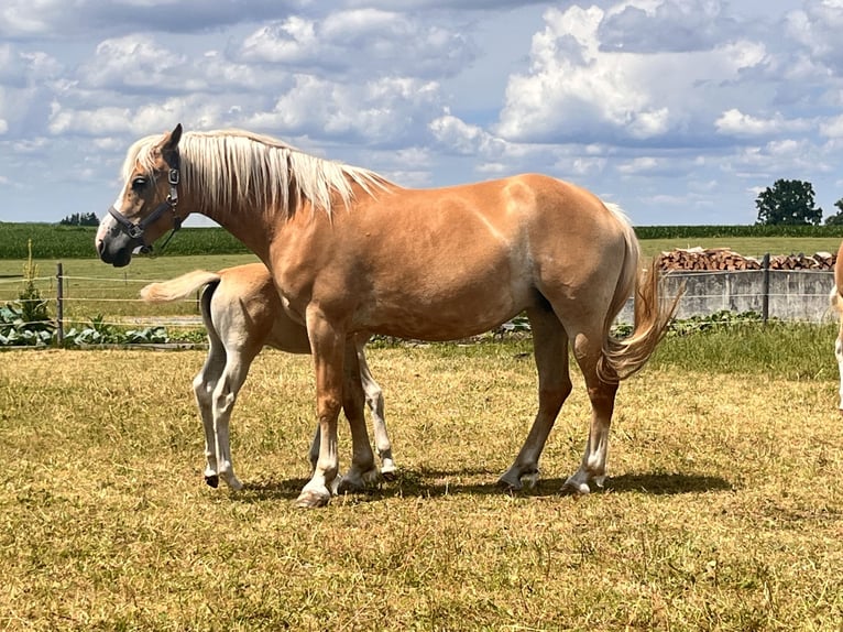 Edelbluthaflinger Giumenta 6 Anni 149 cm  in Obersöchering
