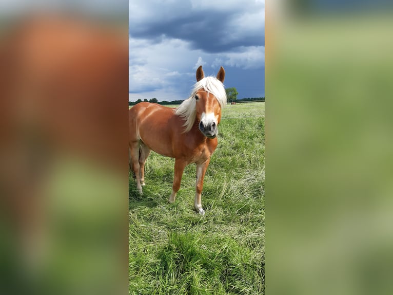 Edelbluthaflinger Giumenta 6 Anni 155 cm Sauro in Bremen