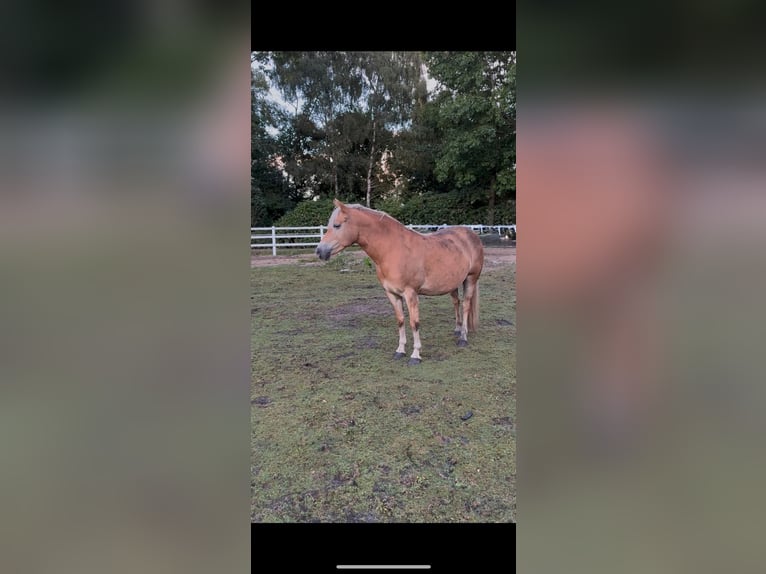 Edelbluthaflinger Giumenta 7 Anni 148 cm Sauro in Struvenhütten