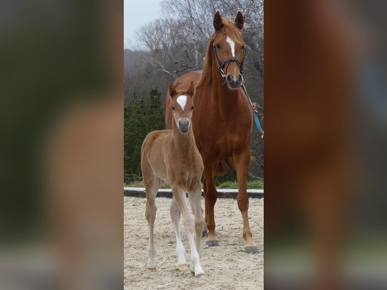 Edelbluthaflinger Giumenta 7 Anni 148 cm Sauro in Dassel