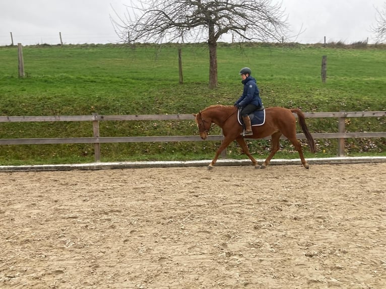 Edelbluthaflinger Giumenta 7 Anni 148 cm Sauro in Dassel