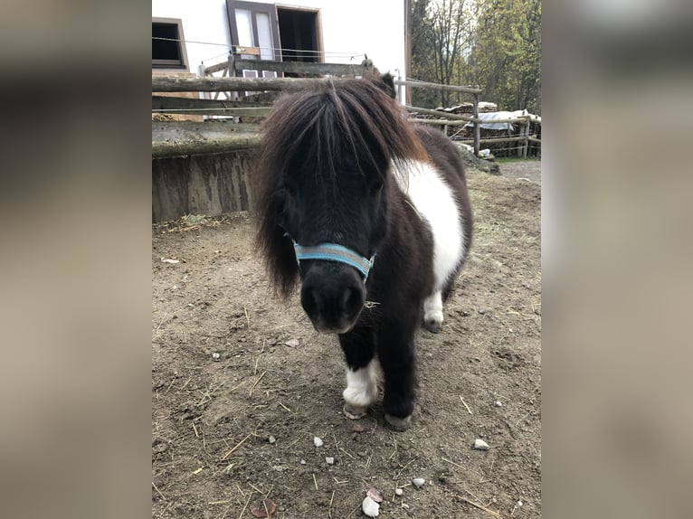 Edelbluthaflinger Giumenta 7 Anni 150 cm in Rottenbuch