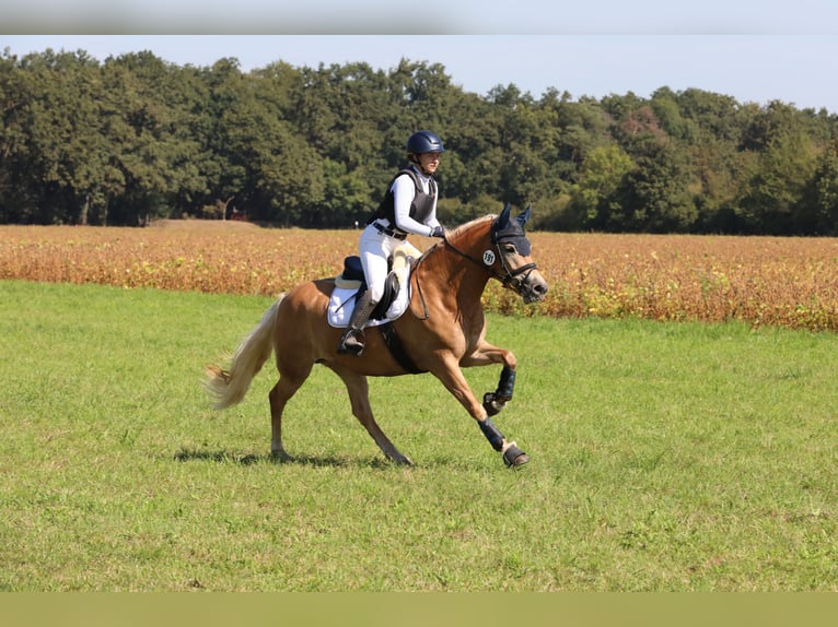 Edelbluthaflinger Giumenta 7 Anni  in Gauting