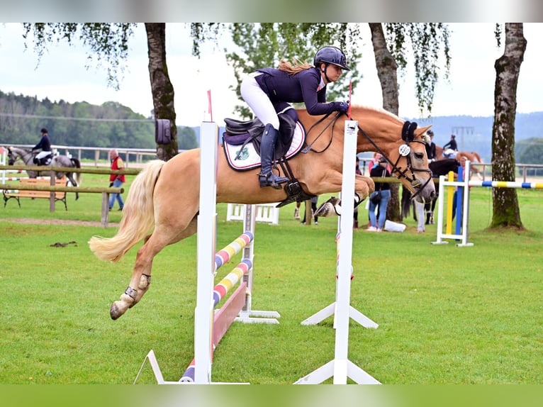 Edelbluthaflinger Giumenta 7 Anni  in Gauting