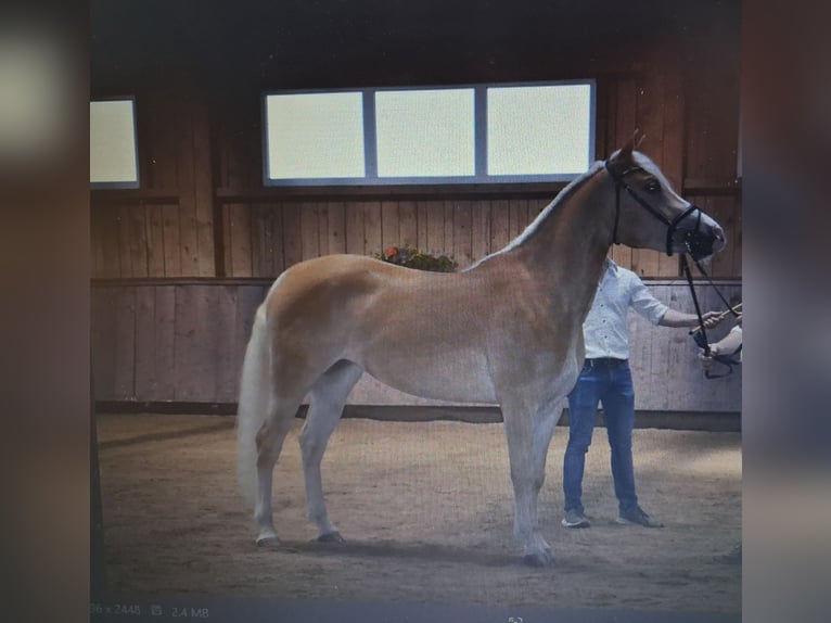 Edelbluthaflinger Giumenta 7 Anni in Oberstaufen