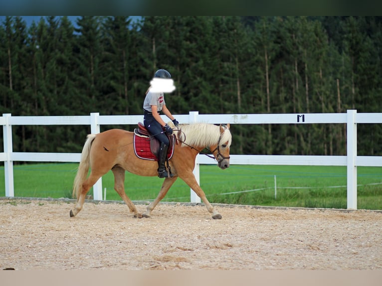 Edelbluthaflinger Giumenta 8 Anni 145 cm Sauro in Bolsterlang