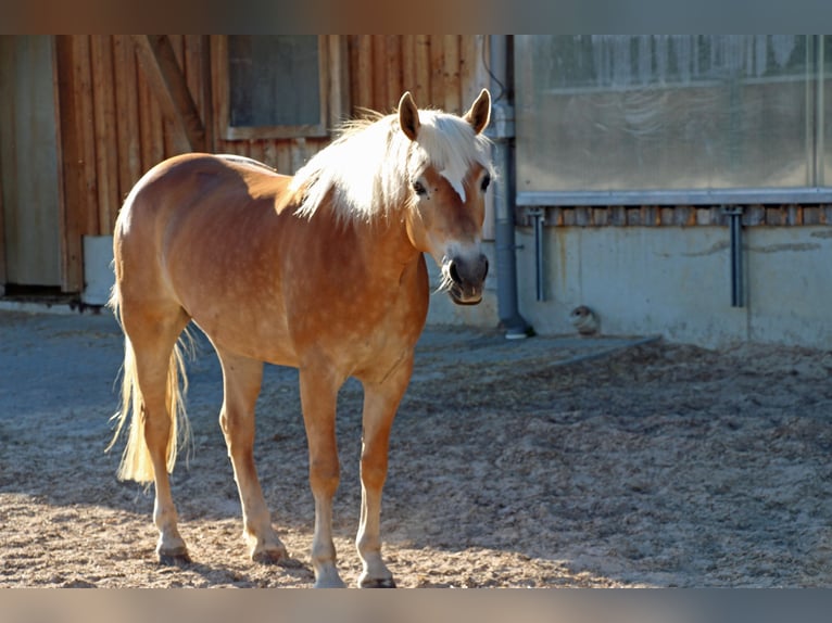 Edelbluthaflinger Giumenta 8 Anni 145 cm Sauro in Bolsterlang