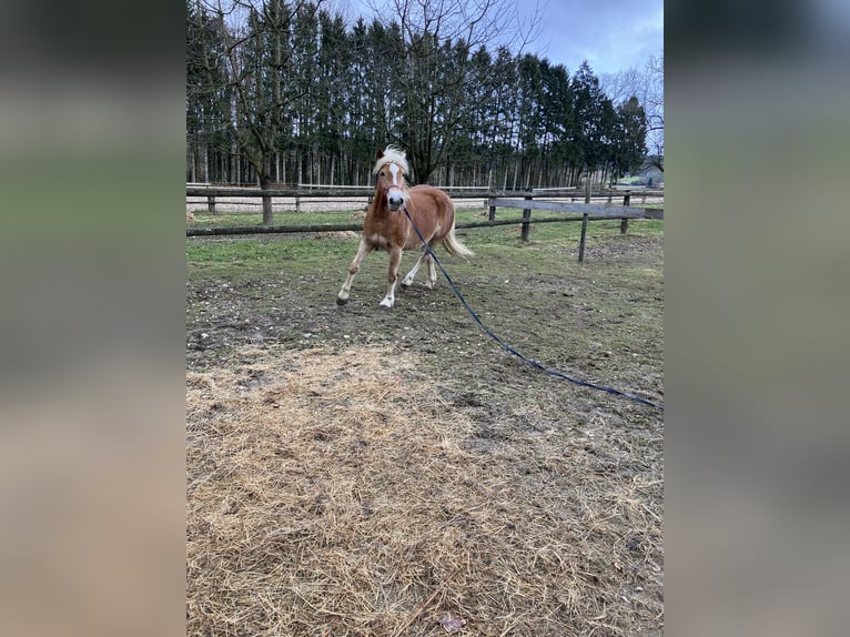 Edelbluthaflinger Giumenta 8 Anni 150 cm Sauro scuro in Lienen