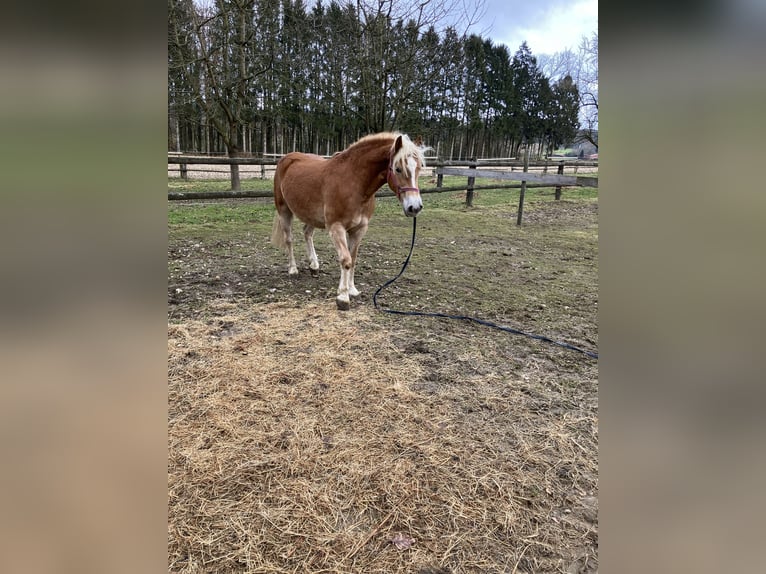 Edelbluthaflinger Giumenta 8 Anni 150 cm Sauro scuro in Lienen