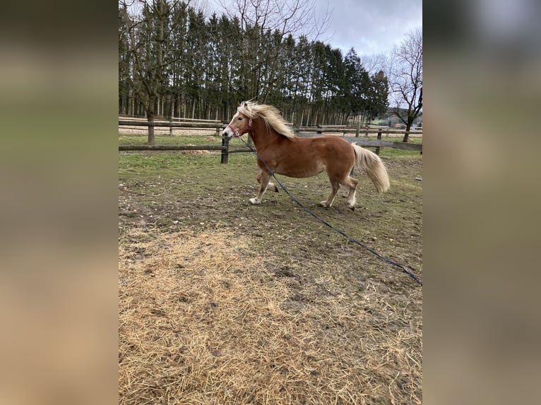 Edelbluthaflinger Giumenta 8 Anni 150 cm Sauro scuro in Lienen