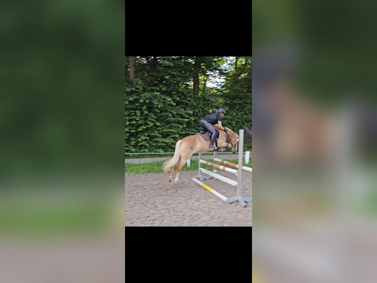Edelbluthaflinger Giumenta 8 Anni 153 cm  in Karlsruhe