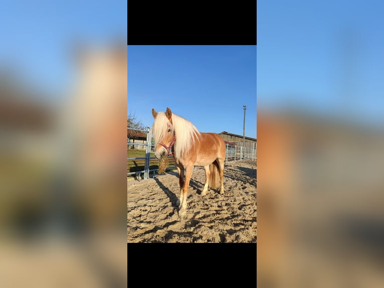 Edelbluthaflinger Giumenta 8 Anni 153 cm  in Karlsruhe