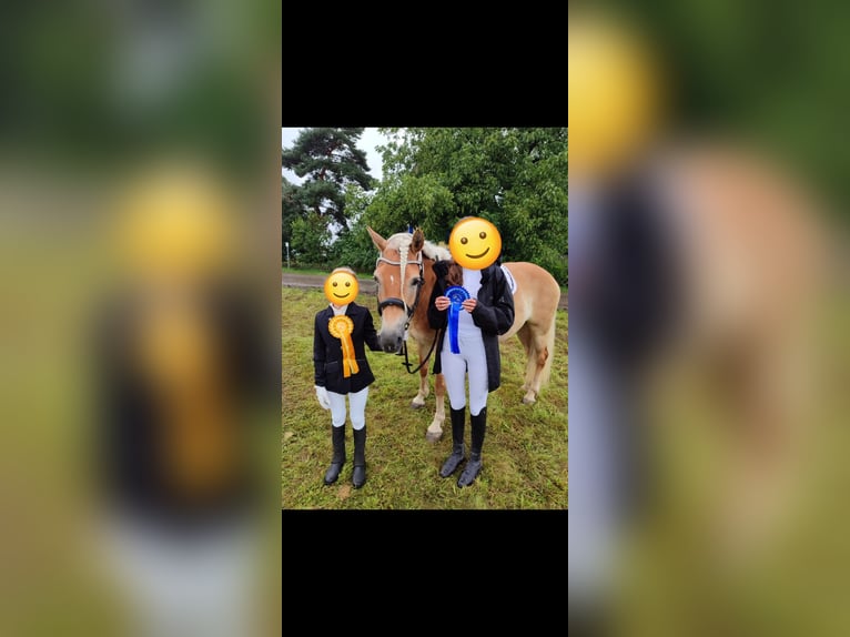 Edelbluthaflinger Giumenta 8 Anni 153 cm  in Karlsruhe