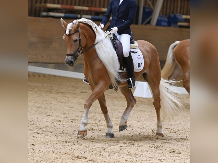 Edelbluthaflinger Giumenta 8 Anni 153 cm Sauro in St.Gangloff