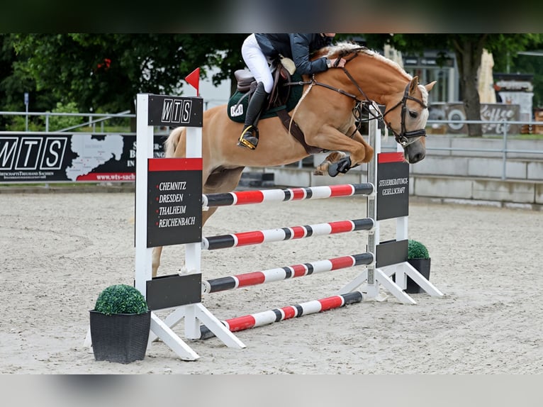 Edelbluthaflinger Giumenta 8 Anni 153 cm Sauro in St.Gangloff