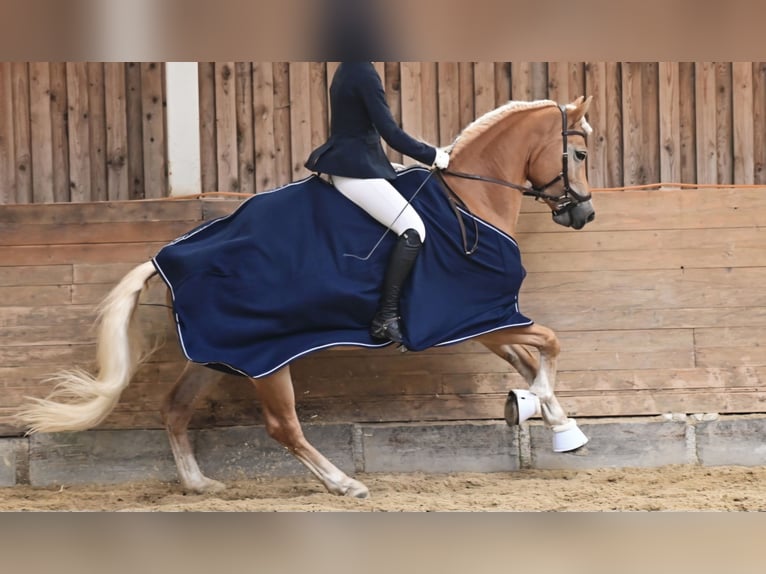 Edelbluthaflinger Giumenta 8 Anni 153 cm Sauro in St.Gangloff