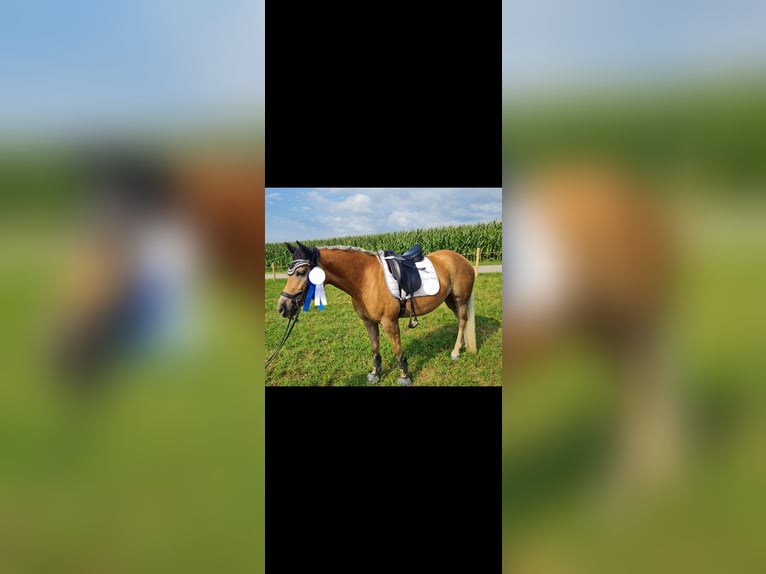 Edelbluthaflinger Giumenta 9 Anni 147 cm Sauro in Sch&#xF6;nau