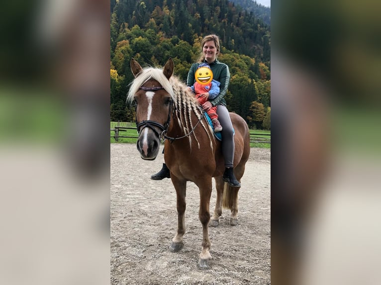 Edelbluthaflinger Giumenta 9 Anni 148 cm Sauro ciliegia in Bayrischzell