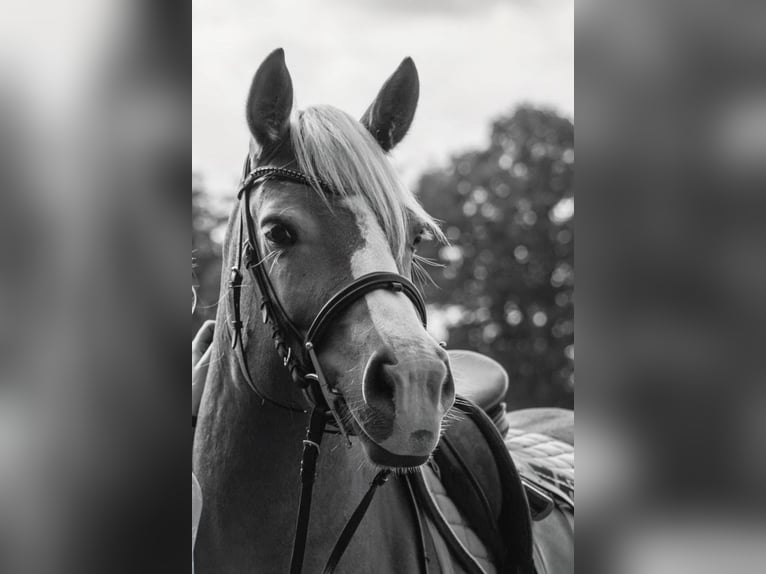 Edelbluthaflinger Giumenta 9 Anni 152 cm Sauro in Stade