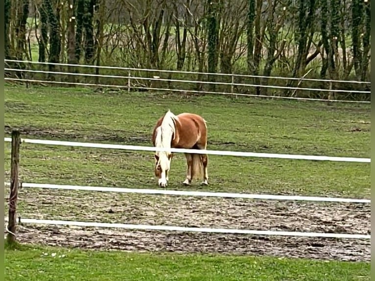 Edelbluthaflinger Giumenta 9 Anni 152 cm Sauro in Stade