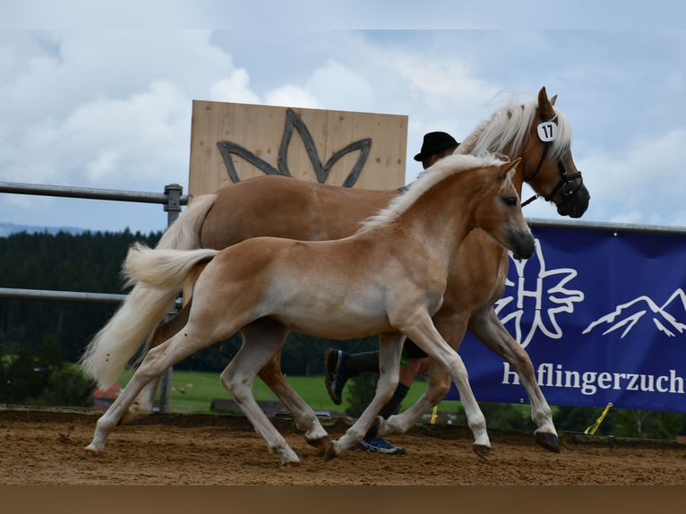 Edelbluthaflinger Giumenta Puledri (04/2025) 112 cm Sauro in Schwangau