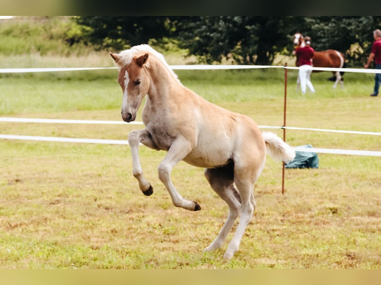 Edelbluthaflinger Giumenta Puledri
 (03/2024) 150 cm Sauro in Bad Sulza