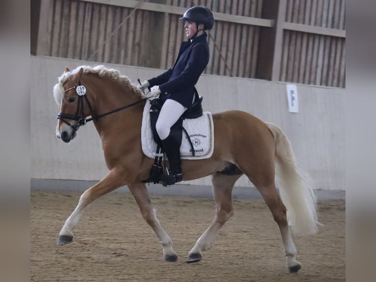 Edelbluthaflinger Hengst 13 Jaar 145 cm Vos in Bayreuth