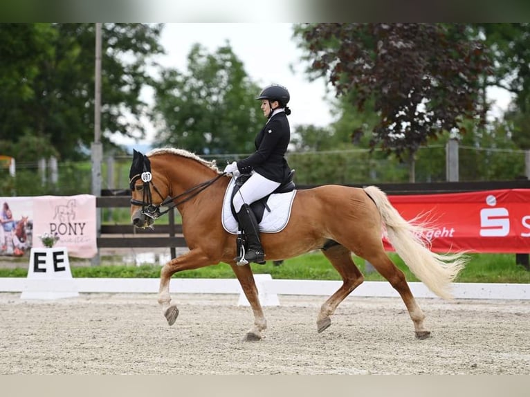 Edelbluthaflinger Hengst 14 Jaar 150 cm Vos in Mücheln (Geiseltal)