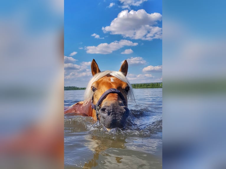Edelbluthaflinger Hengst 14 Jahre 150 cm Fuchs in Mücheln (Geiseltal)