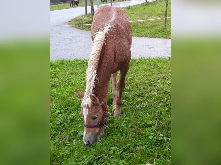 Edelbluthaflinger Hengst 1 Jaar 130 cm Vos in Rettenberg