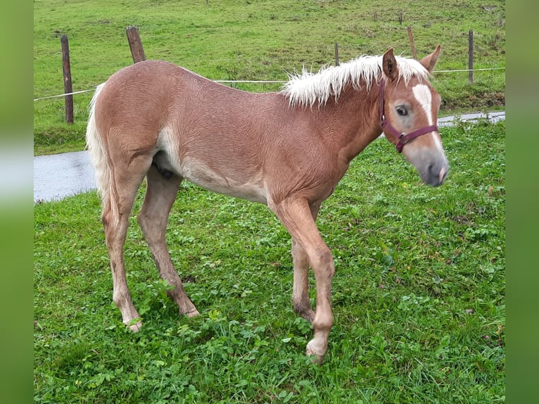 Edelbluthaflinger Hengst 1 Jaar 130 cm Vos in Rettenberg