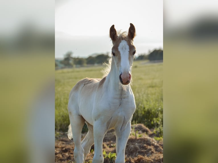 Edelbluthaflinger Hengst 1 Jaar 150 cm Vos in Hüttenberg