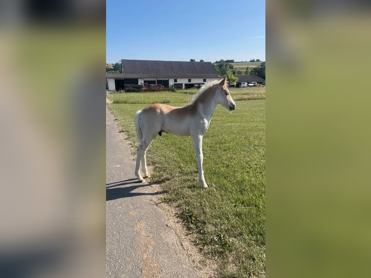 Edelbluthaflinger Hengst 1 Jaar 150 cm Vos in Hüttenberg