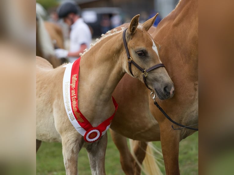 Edelbluthaflinger Hengst 1 Jaar 150 cm Vos in Ebermannsdorf
