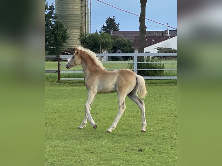 Edelbluthaflinger Hengst 1 Jaar 150 cm Vos in Dillingen an der Donau