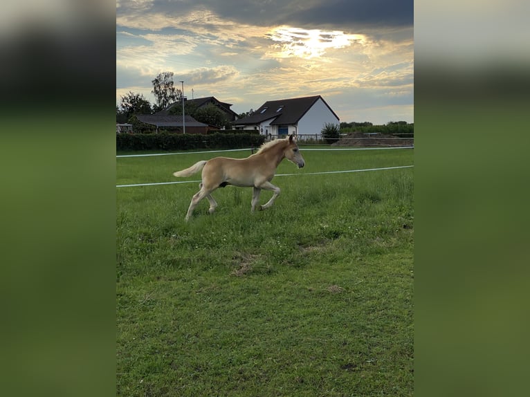 Edelbluthaflinger Hengst 1 Jaar 150 cm Vos in Dillingen an der Donau