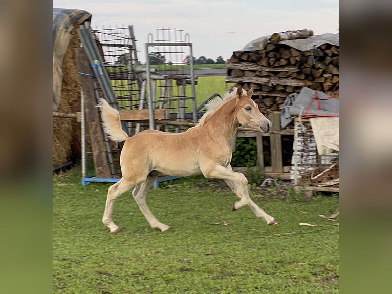 Edelbluthaflinger Hengst 1 Jaar 150 cm Vos in Dillingen an der Donau