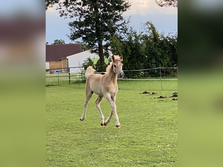 Edelbluthaflinger Hengst 1 Jaar 150 cm Vos in Dillingen an der Donau