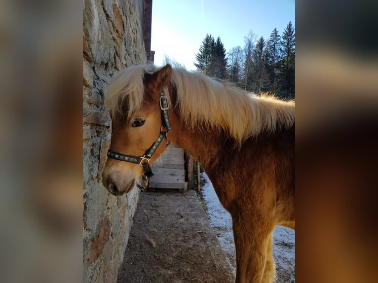 Edelbluthaflinger Hengst 1 Jaar 156 cm Vos in Ulten