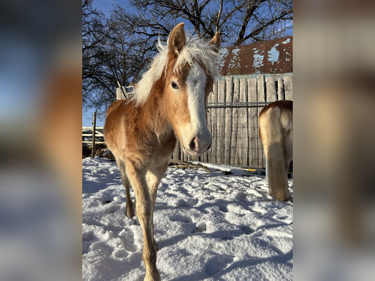 Edelbluthaflinger Hengst 1 Jaar Vos in Gettnau