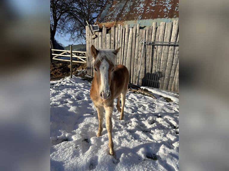 Edelbluthaflinger Hengst 1 Jaar Vos in Gettnau