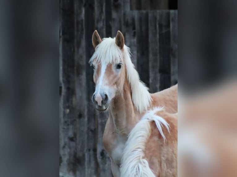 Edelbluthaflinger Hengst 1 Jaar Vos in Achslach