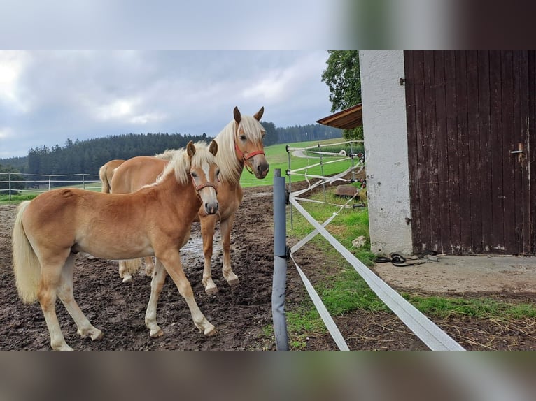 Edelbluthaflinger Hengst 1 Jaar Vos in Affing